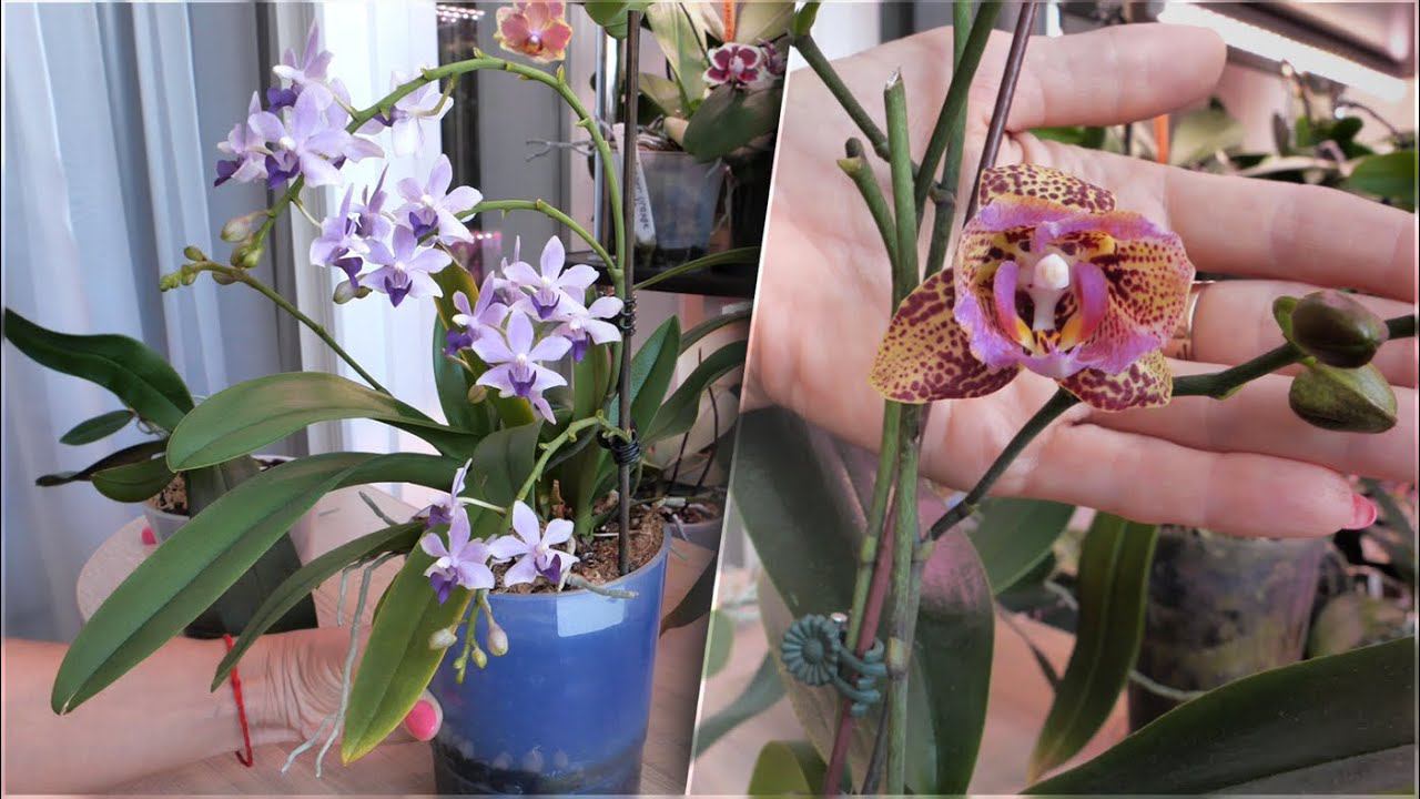 Орхидея ПОДАРОК из ШОК посылки ЗАЦВЕТАЕТ / и ещё две НЕОБЫЧНЫЕ ПОПУЛЯРНЫЕ ОРХИДЕИ. смотреть онлайн