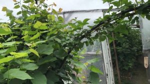 Живые изгороди из липы крупнолистной и липы мелколистной. 23.06.2020