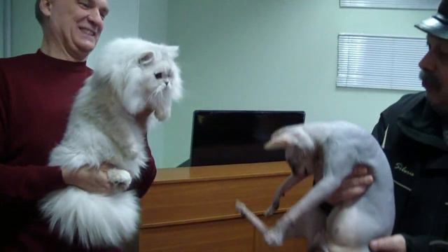 Клубная жизнь: прием в клубе 15 февраля 2015г смотреть онлайн