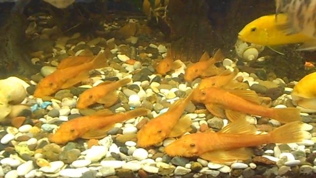 Анцитрус Супер Ред / Ancistrus Super Red смотреть онлайн