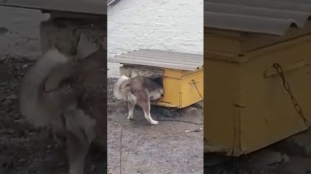 Хаски ЛОРА Выжила ХОЗЯИНА из Дома смотреть онлайн