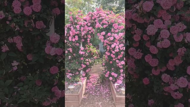 ? Zephirine Drouhin Climbing Rose? Thornless, Fragrant #cottagegarden #cottagecore #rose смотреть онлайн