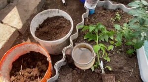 Посадка томатов серии Гномы.