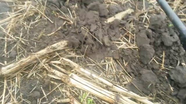 В поисках сокровищ с Minelab Safari.Коп.Серебрянный Орт смотреть онлайн