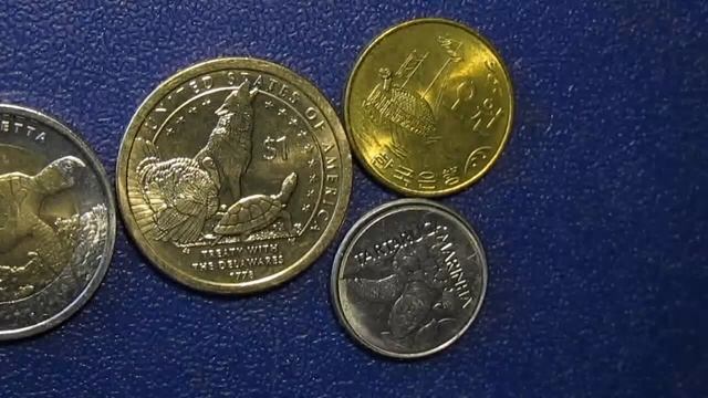 Сегодня всемирный день черепах смотреть онлайн