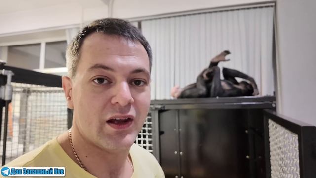 ШИМПАНЗЕ БОНЯ ЗАБОЛЕЛА! Что применять: антибиотики или противовирусные? Распаковка нового гамака смотреть онлайн