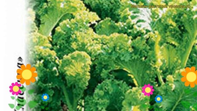 Горчица салатная Зеленое кружево. Краткий обзор, описание характеристик, где купить семена sinápis смотреть онлайн