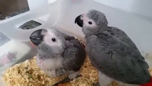 Жако. часть 1. (53 и 55 дней). Содержание и уход. Отличия самца от самки. часть 1.