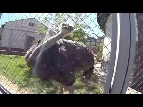 Страус в Зоопарке Гродно Беларусь 2018 смотреть онлайн