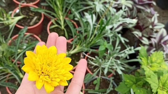 Растения, которые НЕ ЕДЯТ слизни и улитки! смотреть онлайн