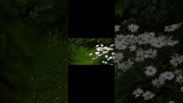 МОЛИТВА ИСЦЕЛЯЮЩАЯ ВСЕ БОЛЕЗНИ #молитва #гармония #здоровье #исцеление #релаксация #рекомендации смотреть онлайн