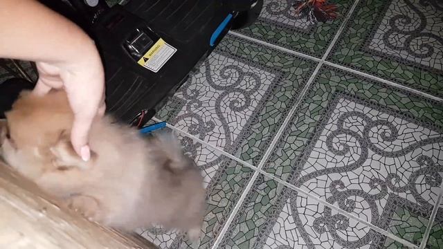 3 am ПОЧЕМУ скулит щенок? Котенок Макс и первая ночь щенка смотреть онлайн