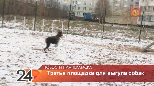 В Нижнекамске открыли третью площадку для выгула собак за 2 млн рублей смотреть онлайн