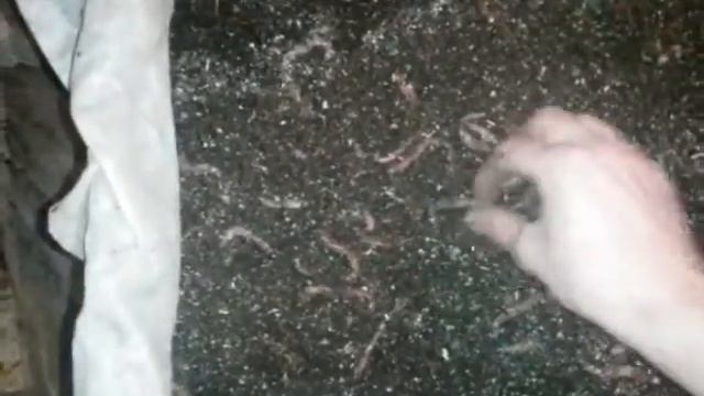 Разведение червей. МОЯ ФЕРМА. Дендробены. Обзор и Кормление Маточника. смотреть онлайн