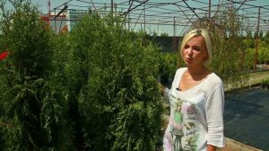 Туя Колумна