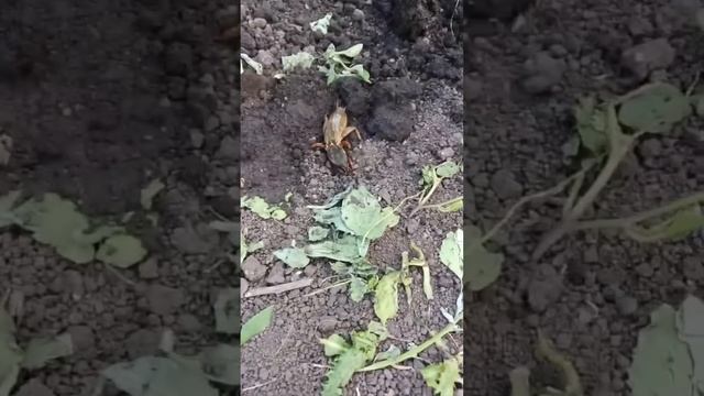 Медведки полезнее, чем вы думаете! смотреть онлайн