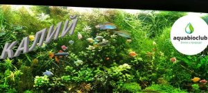 Калий в аквариуме. Все о Калии, готовим самомес Калия.