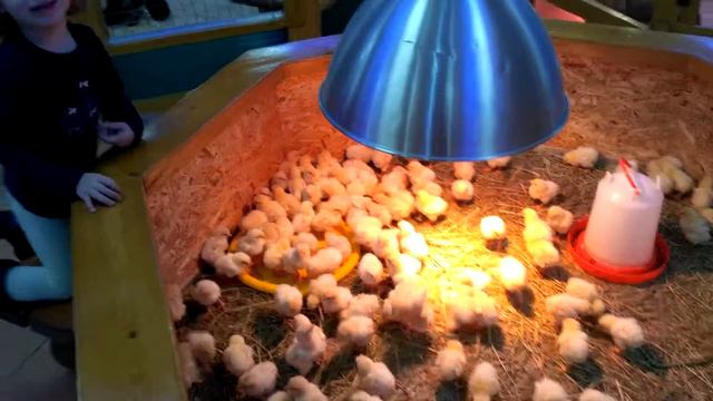 Mini Zoo. Chickens are kids.Мини зоопарк. Цыплята-малыши. смотреть онлайн