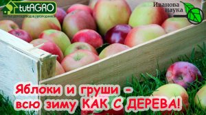 ХРАНИМ ЯБЛОКИ и ГРУШИ БЕЗ ПОТЕРЬ. 2 главных правила хранения плодов до нового урожая.