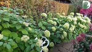 Видео журнал «Сады в отличной форме №62» Маленький сад на двух сотках. Проект Виты Буниной.