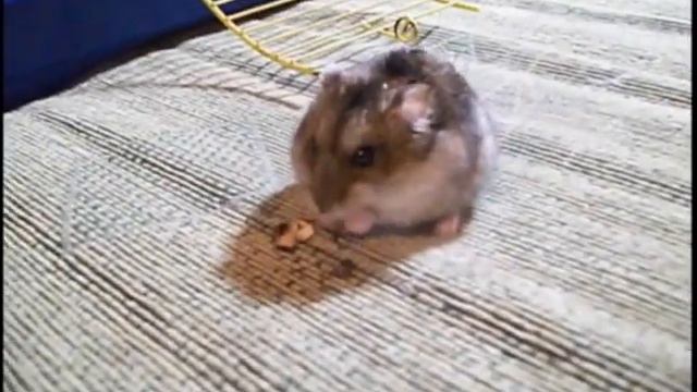 МОИ ПИТОМЦЫ/КТО У МЕНЯ ЖИВЕТ? смотреть онлайн