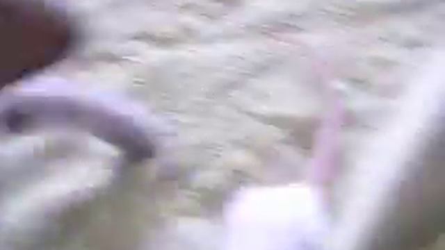 Бася и Сопля смотреть онлайн