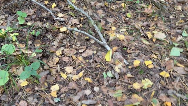 Лисички пошли в середине октября! Грибы 2021 смотреть онлайн