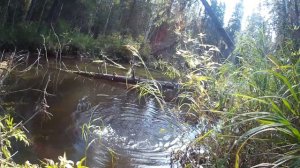 Мормышинг по хариусу? Да запросто