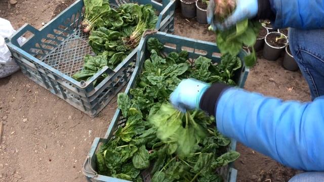озимый ШПИНАТ в огороде смотреть онлайн
