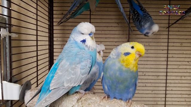 ? ? Стимулируем инстинкт размножения у домашних волнистых попугаев Let`s Nest 1 смотреть онлайн