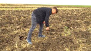 ПЛОСКОРЕЗ-ГЛУБОКОРЫХЛИТЕЛЬ ПГП-7 STAVR В РАБОТЕ