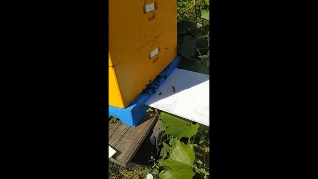 Улей ППУ мои впечатления. смотреть онлайн