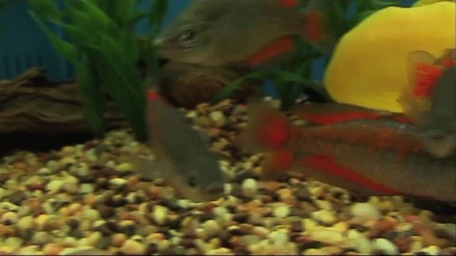 Parkinson's rainbowfish (Melanotaenia parkinsoni) смотреть онлайн