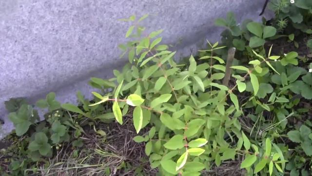 жимолость на нашем участке на 11.05.18г смотреть онлайн