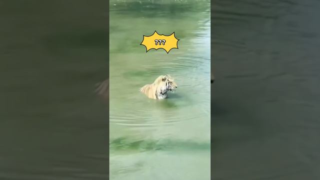 Draw A Story | Stupid tiger! смотреть онлайн