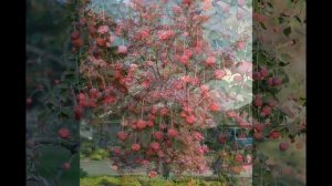 ДЕРЕН  (CORNUS)  сем. Кизиловые