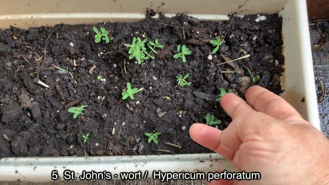 12  Perennial Wildflowers You Should Grow From Seeds. That Is Why!