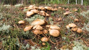 ЗА ГРИБАМИ С БРАТОМ! Грибы в Томской области. Сбор белых грибов. За белыми грибами в лес.