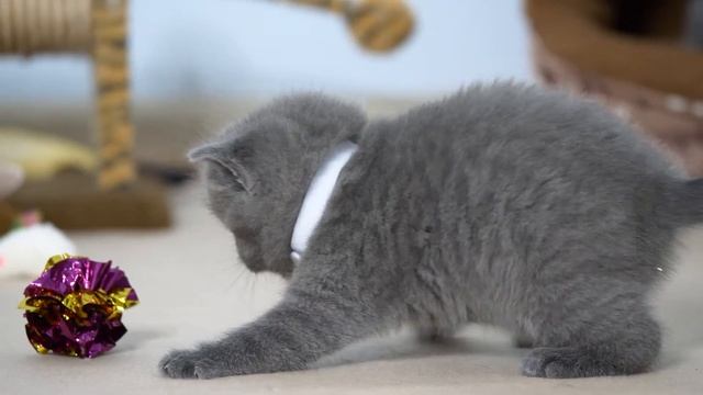 Британские котята в возрасте 1 месяц (Litter- U2) смотреть онлайн