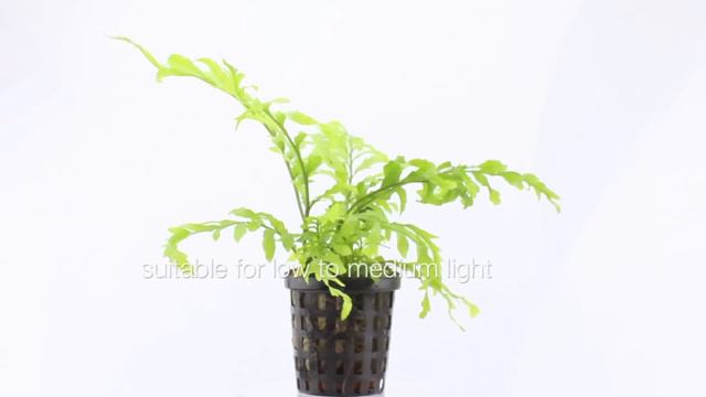 Bolbitus heudelotii - an undemanding aquatic plant for wood or rock смотреть онлайн