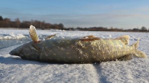 Как ловить щуку в декабре? Все секреты ловли щуки зимой в декабре на жерлицы, балансир и блесну.