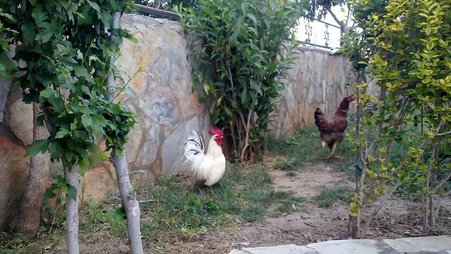 Погоня за звёздами и розы, розы! Султан 3, Аланья, Турция. смотреть онлайн