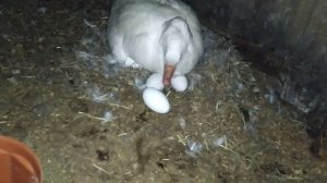 Как определить сядет ли гусыня на яйца? делюсь опытом. Лпх дом велеса- жизнь за городом.