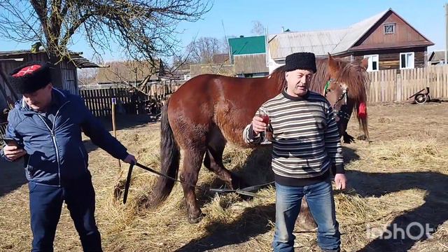 ЛОШАДИ🐎КОНЕВОДЫ ПОЗДРАВЛЯЮТ МОЮ ЛЮБИМУЮ ТЕЩУ С 70-ЛЕТИЕМ!!!🎉🍾 смотреть онлайн