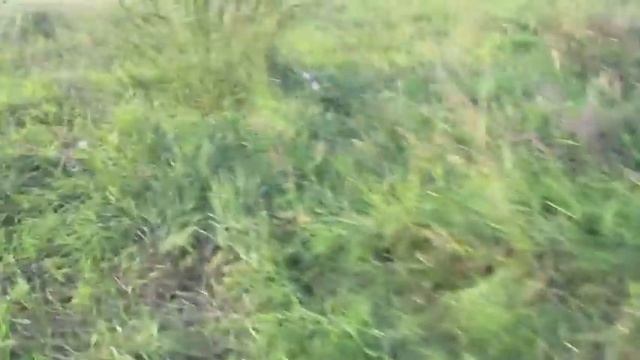 тест пороха сокол, ирбис, сунар котовск дробь 0000 2 смотреть онлайн