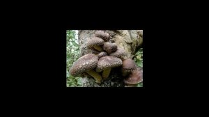 Выращивание грибов шиитаке, как бизнес