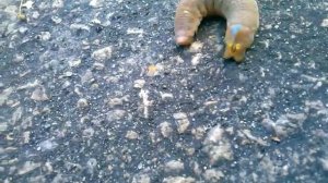 Кракозябра