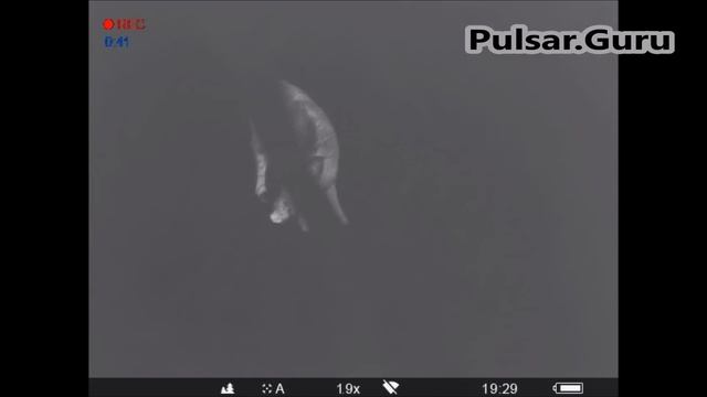 Pulsar Helion XP38 снова в деле