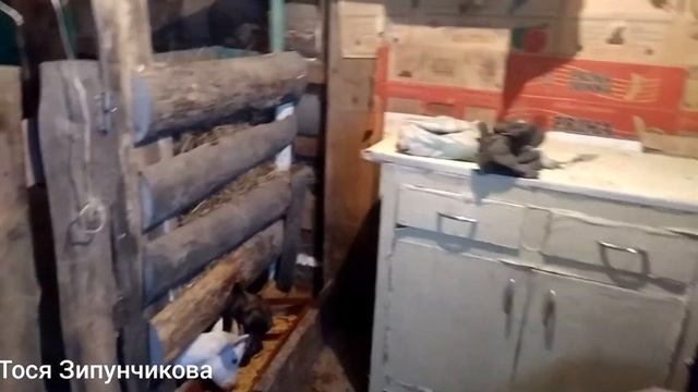 У кролика отпал хвост!