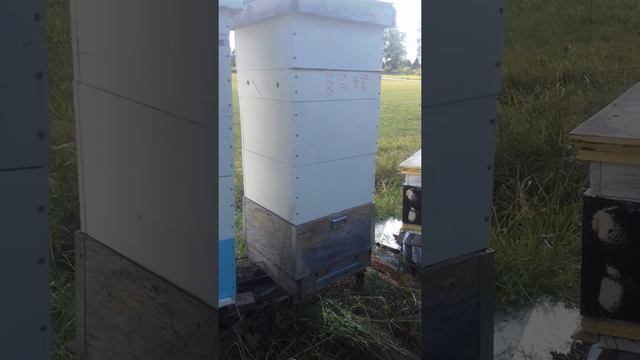 СТРАННЫЕ ТРУТНИ ИЛИ НАУКА смотреть онлайн